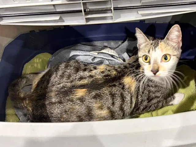 Autumn - Domestic Short Hair