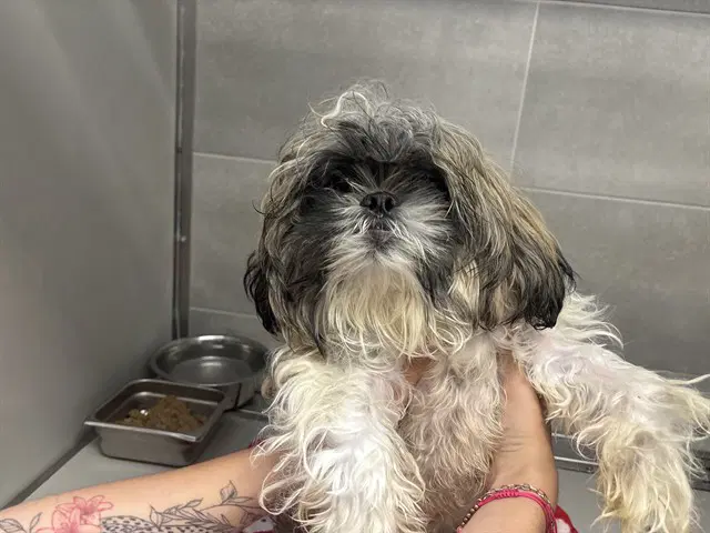Warlo - Shih Tzu