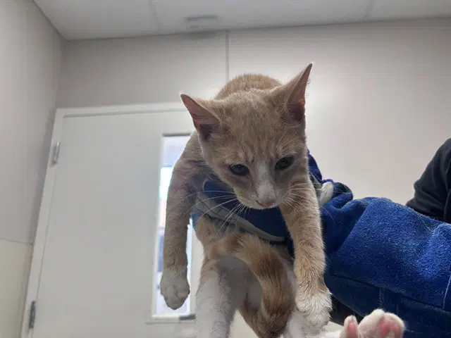 Peaches - Domestic Short Hair