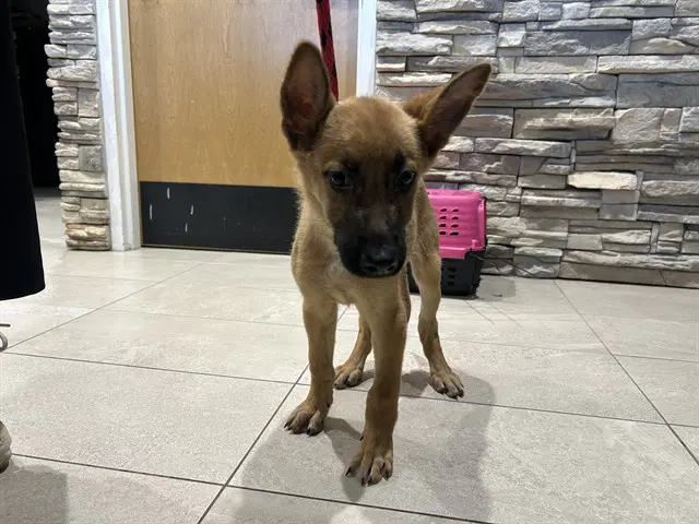Ralphie - German Shepherd Dog