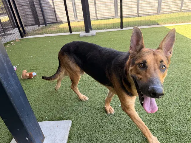 Mecanico - German Shepherd Dog