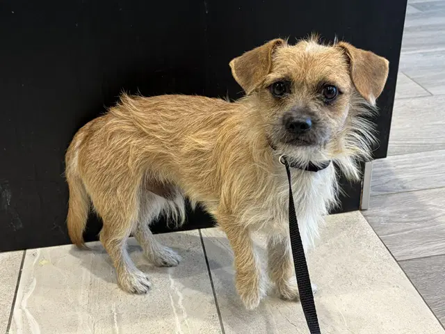 Chico - Border Terrier