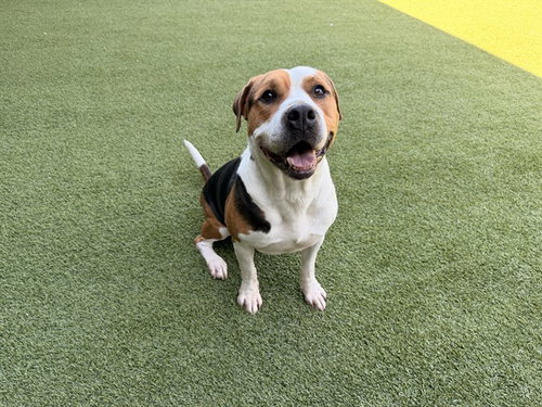 ARROW, a dog for adoption from Garland Animal Services