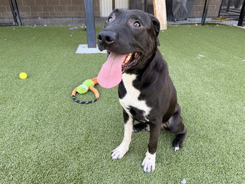 AYBIGDOG, a dog for adoption from Garland Animal Services