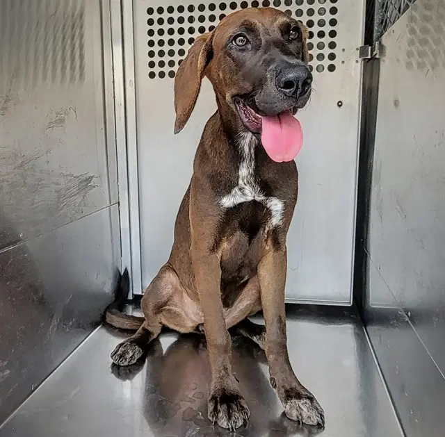 Pretty Aimee - Plott Hound