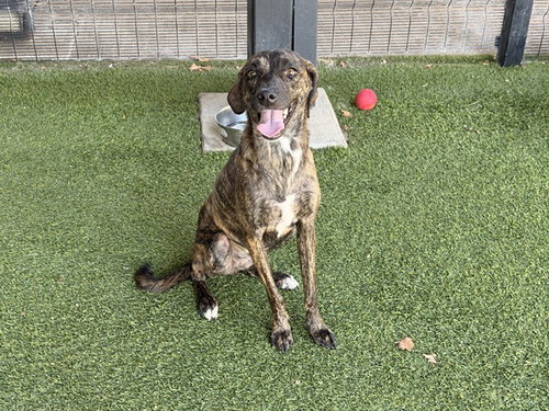CLAIRO, a dog for adoption from Garland Animal Services
