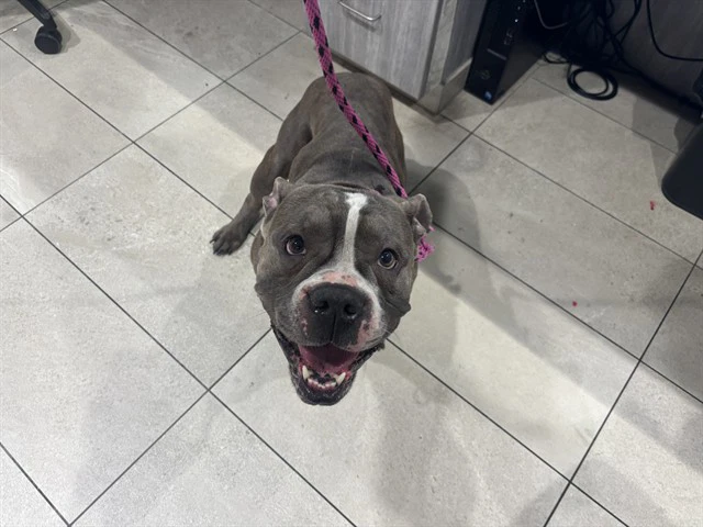 Ruger
