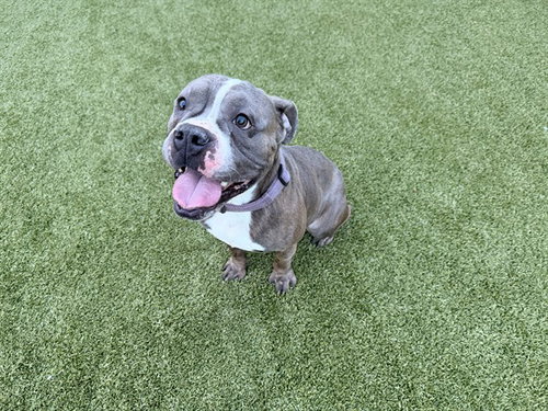 RUGER, a dog for adoption from Garland Animal Services