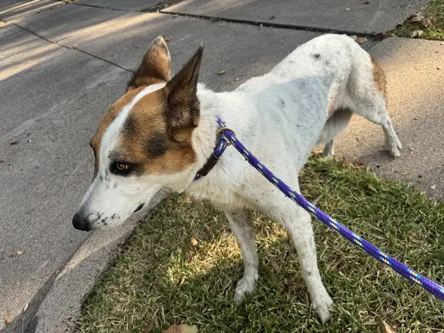 Robin - Collie