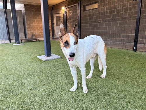 ROBIN, a dog for adoption from Garland Animal Services