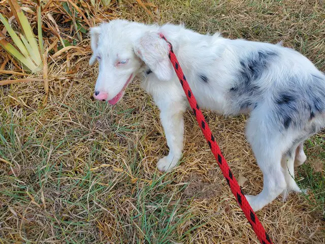 Marion - Australian Shepherd