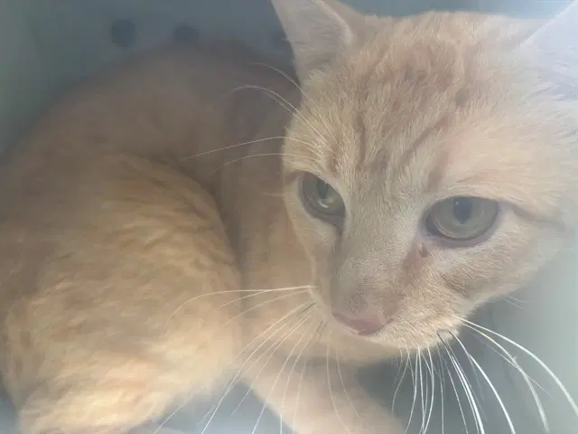 Spotless - Domestic Short Hair
