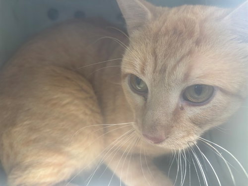SPOTLESS, a cat for adoption from Garland Animal Services