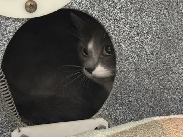 Luna - Domestic Short Hair
