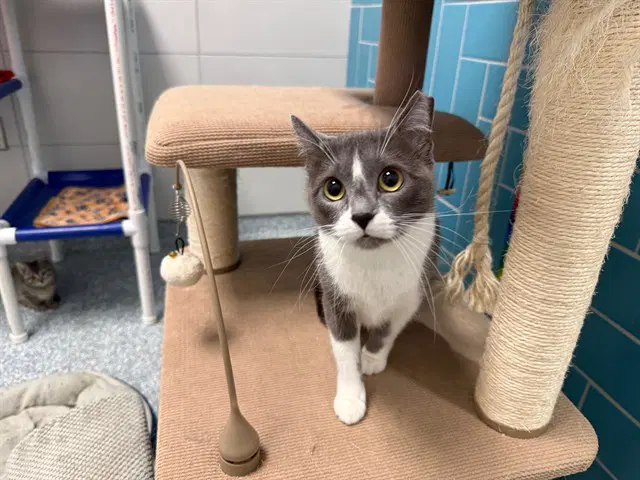 Luna - Domestic Short Hair