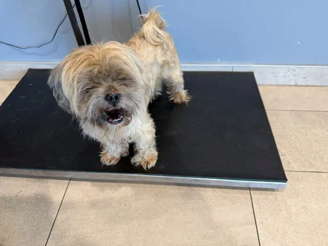 Puff - Shih Tzu