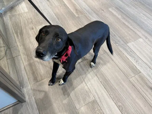 Coco - Labrador Retriever