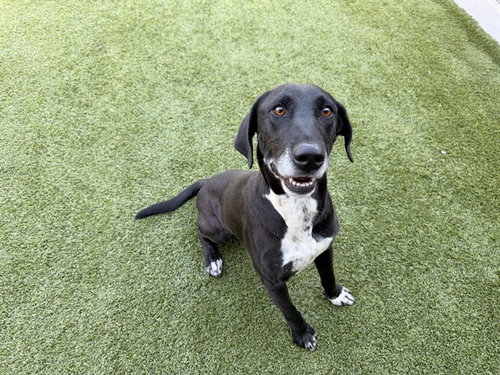 COCO, a dog for adoption from Garland Animal Services