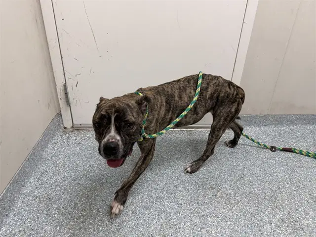 Aerial - American Pit Bull Terrier
