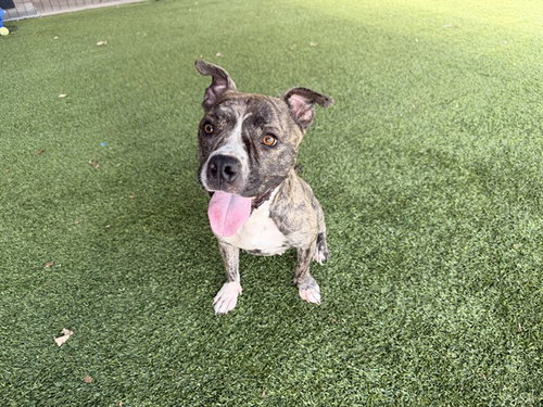 AERIAL, a dog for adoption from Garland Animal Services