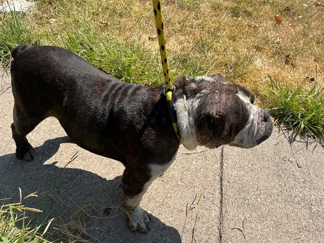 Sky - American Bulldog
