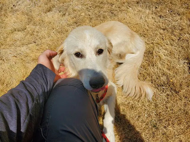 Timothy - Labrador Retriever