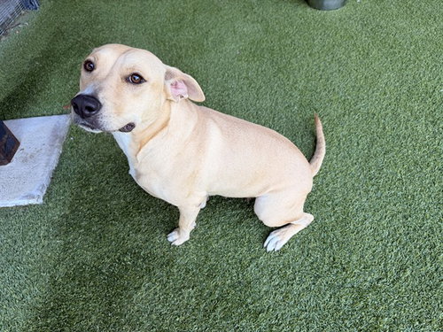 BONNET, a dog for adoption from Garland Animal Services