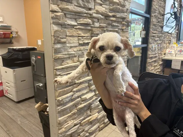 Lucky - Shih Tzu