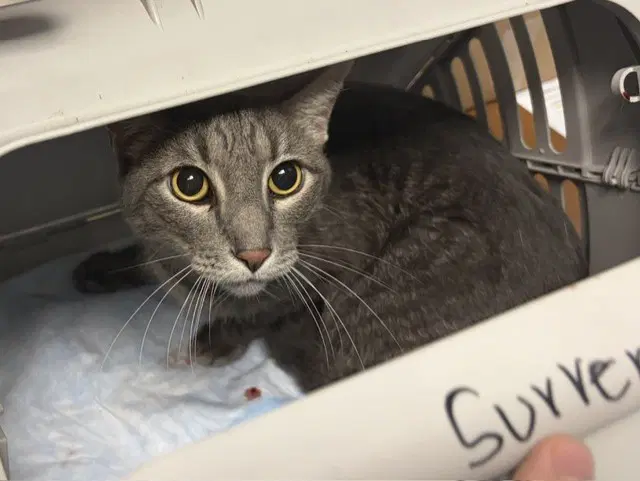 Xavier - Domestic Short Hair