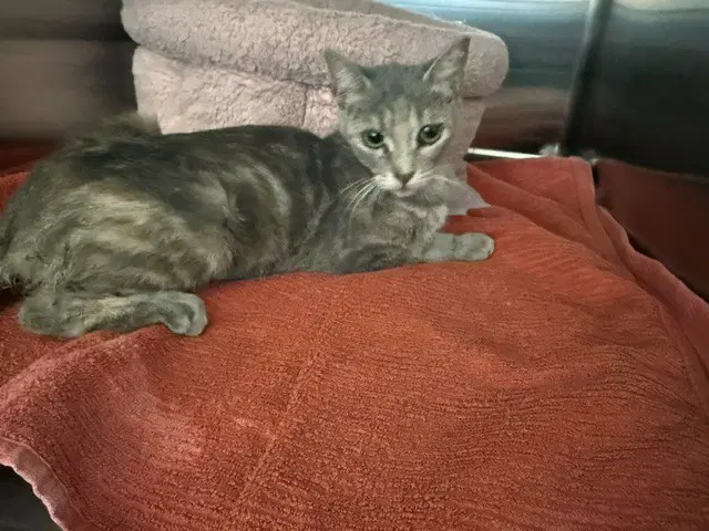 Sweetie - Domestic Short Hair