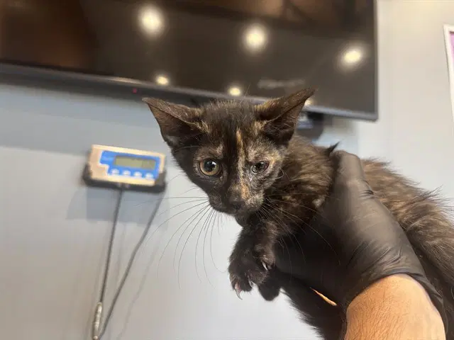 Moana - Domestic Short Hair
