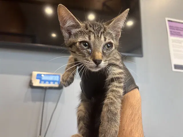 Ariel - Domestic Short Hair