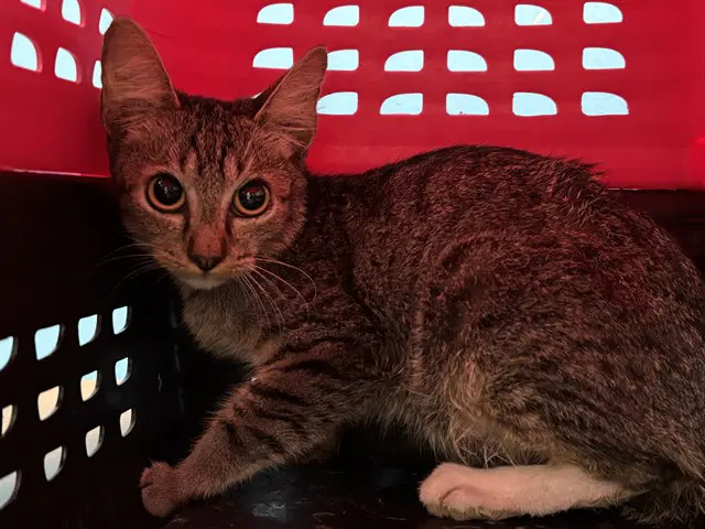 Lalo - Domestic Short Hair