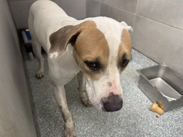 Chance - American Bulldog