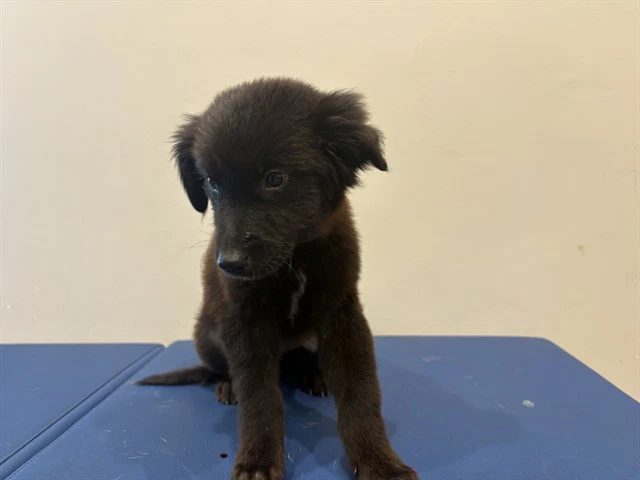 Kai
