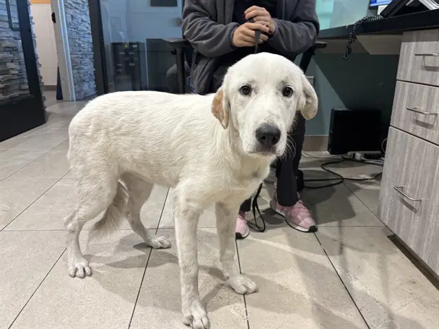 Hopper - Great Pyrenees