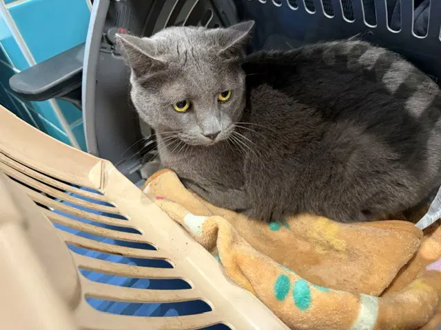 Sylvester Patton - Russian Blue
