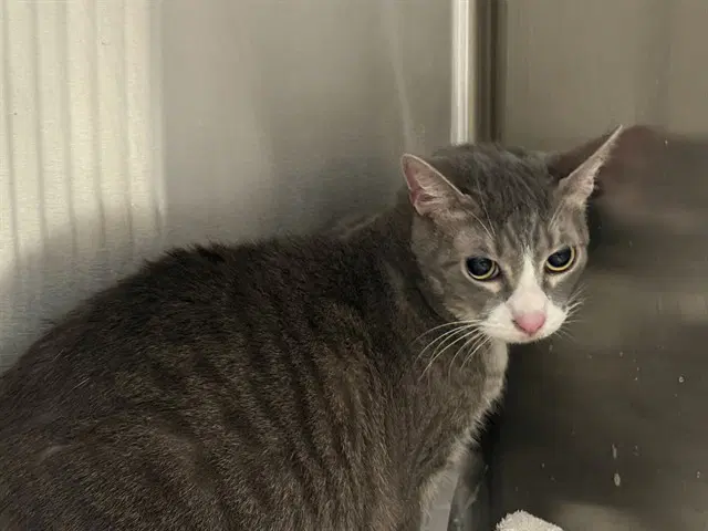 Ruby - Domestic Short Hair