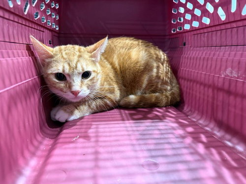 GINGER, a cat for adoption from Garland Animal Services