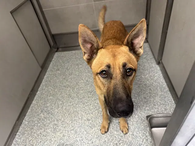 Apollo - German Shepherd Dog