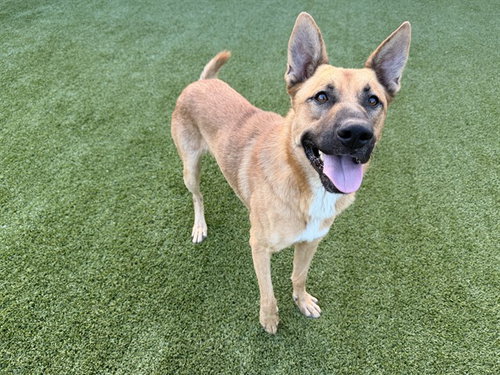 APOLLO, a dog for adoption from Garland Animal Services