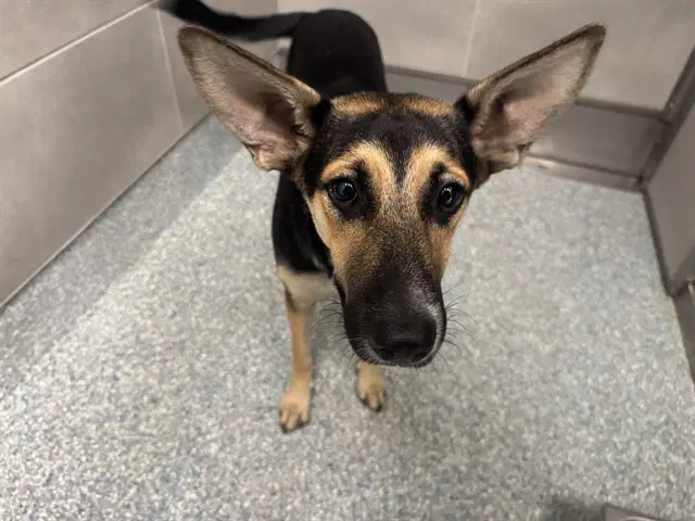 Maya - German Shepherd Dog