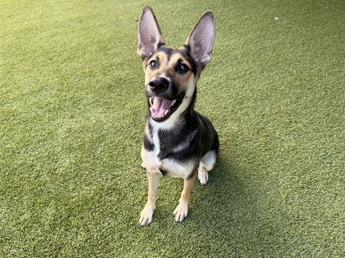 MAYA, a dog for adoption from Garland Animal Services