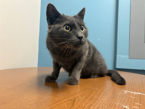 DOUBLE, a cat for adoption from Garland Animal Services