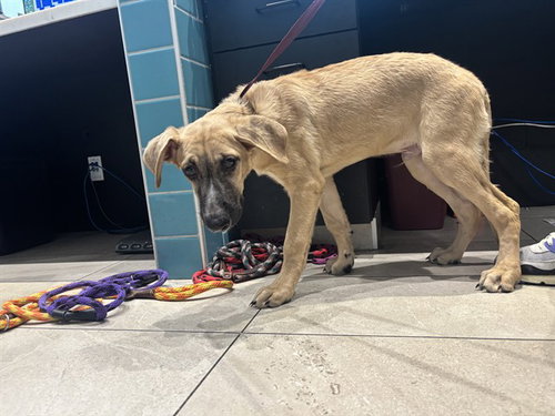 PARKER, a dog for adoption from Garland Animal Services
