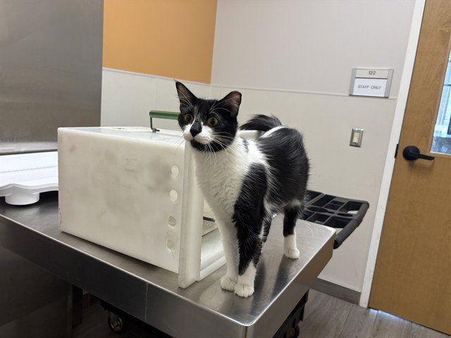 Holstein, Domestic Long Hair