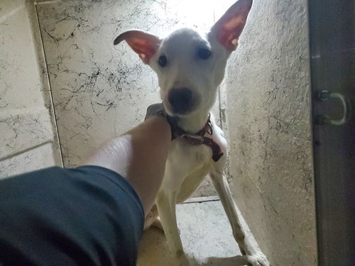 EEYORE, a dog for adoption from Garland Animal Services