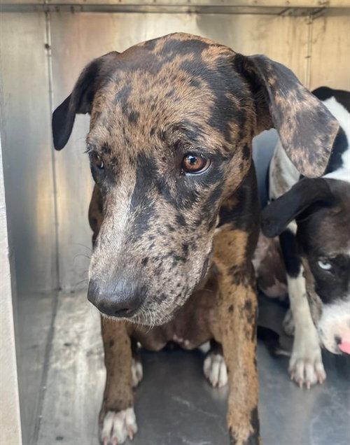 MOONY, a dog for adoption from Garland Animal Services