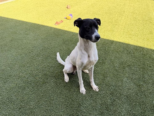 Yin Yang, Labrador Retriever / Mixed (medium coat)