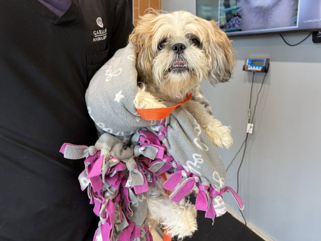 Bernie, Maltese
